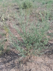 Chenopodium leptophyllum