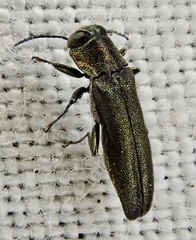 Agrilus laticornis