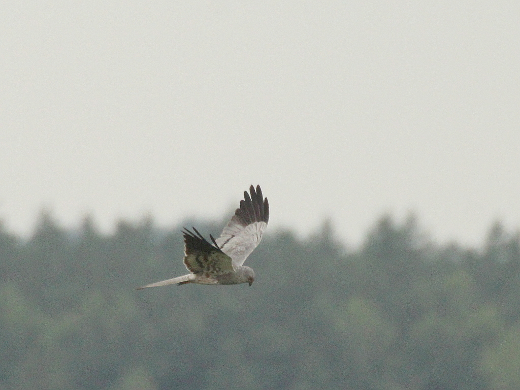 Montagu's Harrier