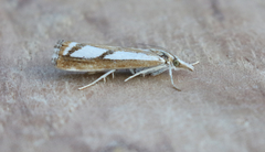 Catoptria latiradiellus