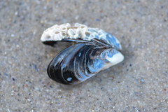 Choromytilus meridionalis