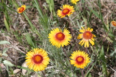 Gaillardia aristata