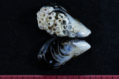 Choromytilus meridionalis