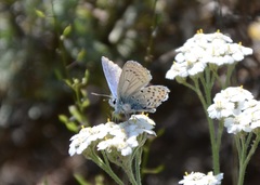 Plebejus melissa
