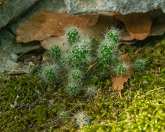 Mammillaria erythrosperma