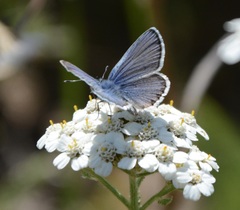 Plebejus melissa