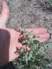 Chenopodium incanum
