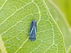 Graphocephala lugubris