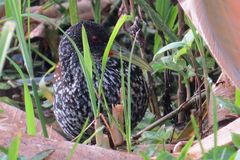 Pardirallus maculatus