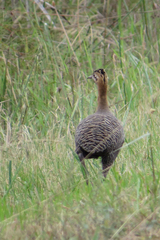 Rhynchotus rufescens