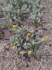 Picradeniopsis oppositifolia