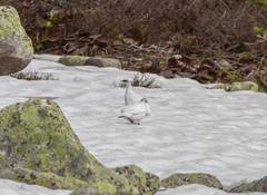 Lagopus muta nadezdae