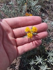Picradeniopsis oppositifolia