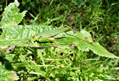 Hyperophora brasiliensis