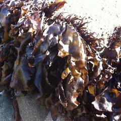 Mazzaella laminarioides