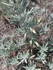 Picradeniopsis oppositifolia