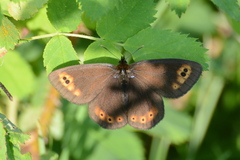 Erebia epipsodea