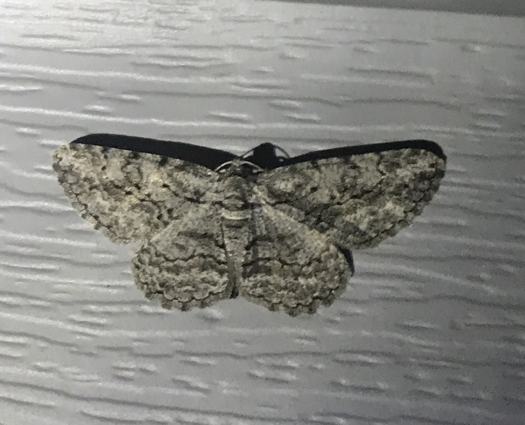Common Gray in July 2020 by privatenoaccess · iNaturalist