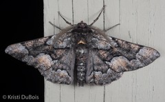 Phaeoura mexicanaria