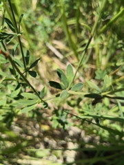 Dorycnium