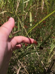Dorycnium
