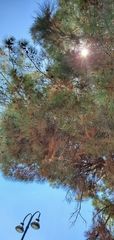 Pinus canariensis