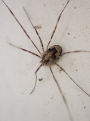 Leptobunus parvulus