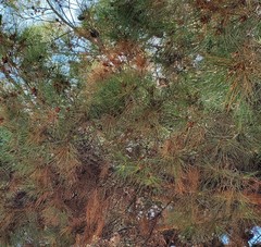 Pinus canariensis
