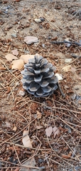 Pinus canariensis