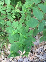 Taenidia integerrima