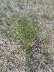 Pediomelum tenuiflorum