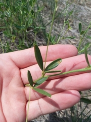 Pediomelum tenuiflorum