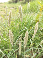 Leymus ajanensis