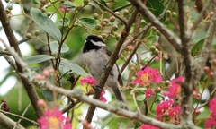 Poecile carolinensis