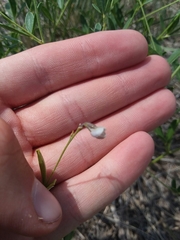 Pediomelum tenuiflorum