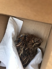 Coturnix