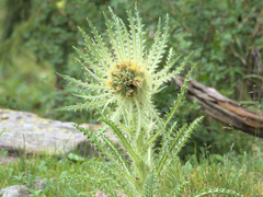 Cirsium funkiae