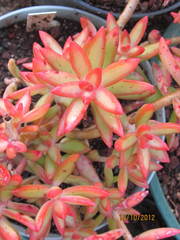 Sedum adolphi