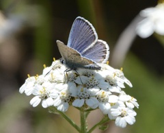 Plebejus melissa