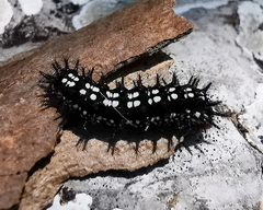 Chlosyne endeis pardelina