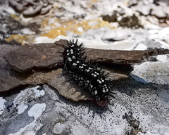 Chlosyne endeis pardelina