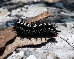 Chlosyne endeis pardelina