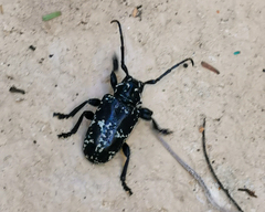 Acanthoderes funeraria