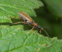 Rhagonycha testacea
