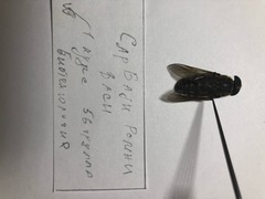 Hybomitra bimaculata