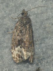 Apotomis capreana