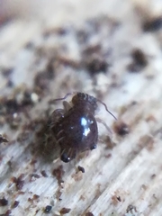 Allacma fusca