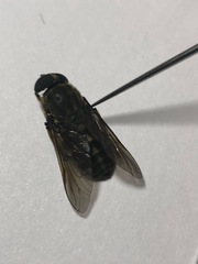 Hybomitra bimaculata