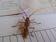 Eburia maccartyi
