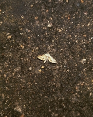 Sufetula